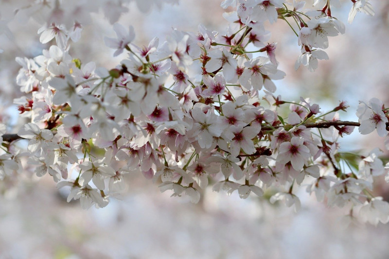 cherry-plum-Sierkers (Prunus)- drachtbomen-bloeiende-bomen-voor-bijen-insecten-tuinbomen